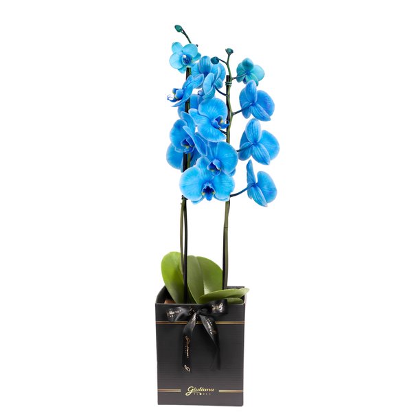 Orquídea Phalaenopsis Azul Box Preto Primor