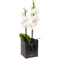 Orquídea Phalaenopsis Branca Box Preto Primor