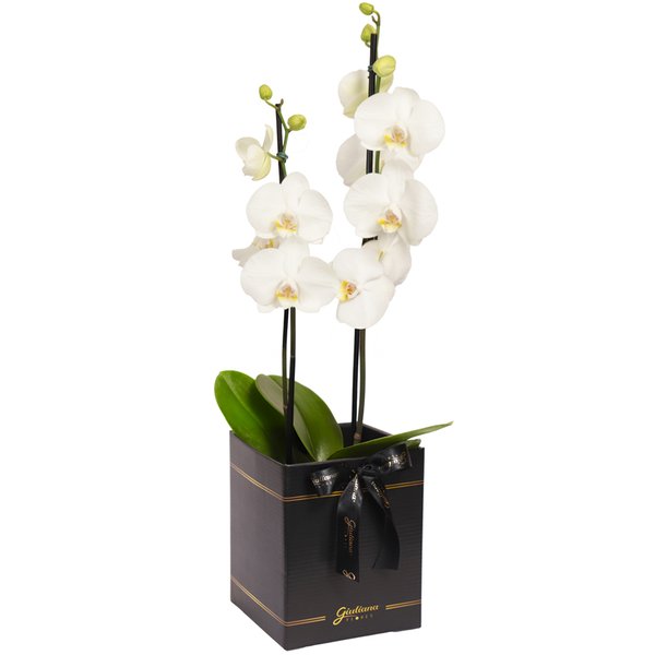 Orquídea Phalaenopsis Branca Box Preto Primor