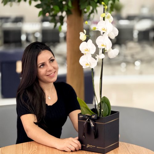 Orquídea Phalaenopsis Branca Box Preto Primor