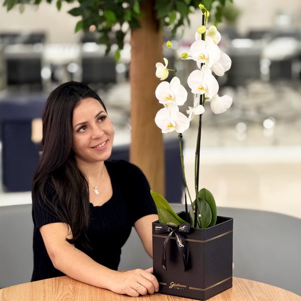 Orquídea Phalaenopsis Branca Box Preto Primor
