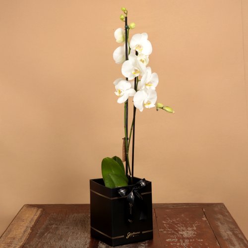 Orquídea Phalaenopsis Branca Box Preto Primor