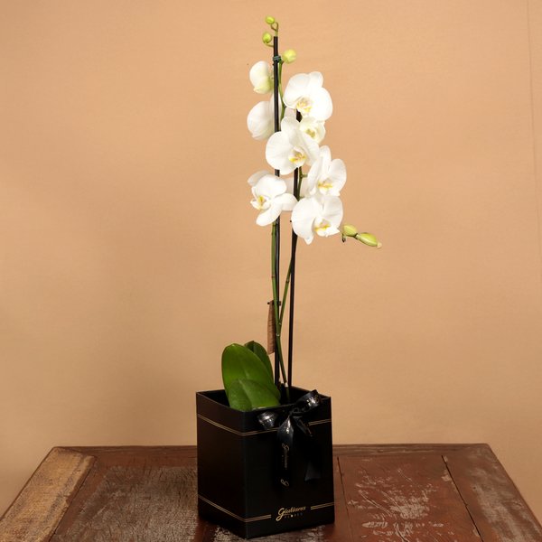 Orquídea Phalaenopsis Branca Box Preto Primor