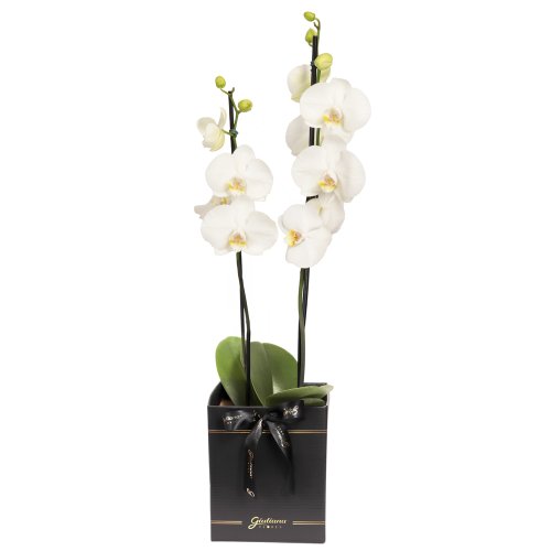 Orquídea Phalaenopsis Branca Box Preto Primor