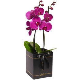 Imagem de Orquídea Phalaenopsis Pink Box Preto Primor