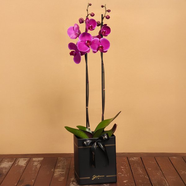 Orquídea Phalaenopsis Pink Box Preto Primor
