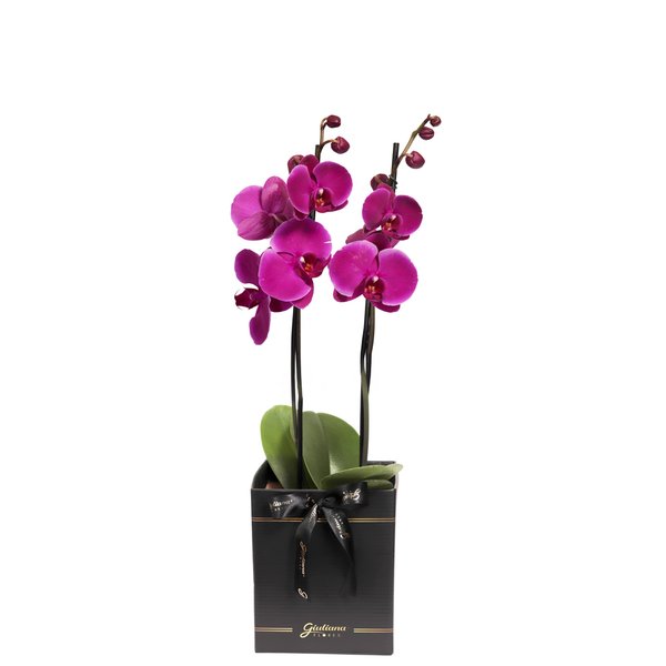 Orquídea Phalaenopsis Pink Box Preto Primor