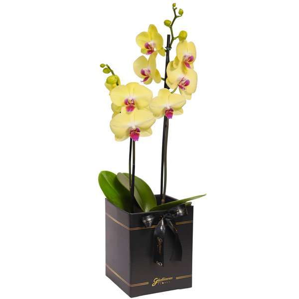 Orquídea Phalaenopsis Amarela Box Preto Primor