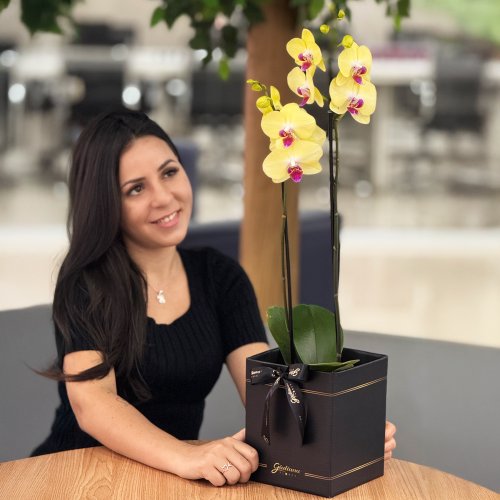 Orquídea Phalaenopsis Amarela Box Preto Primor