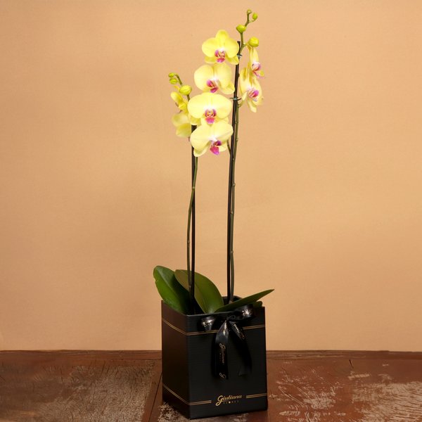 Orquídea Phalaenopsis Amarela Box Preto Primor