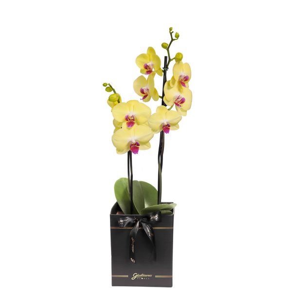 Orquídea Phalaenopsis Amarela Box Preto Primor