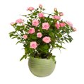 Mini Rosa Cor de Rosa no Vaso Garden