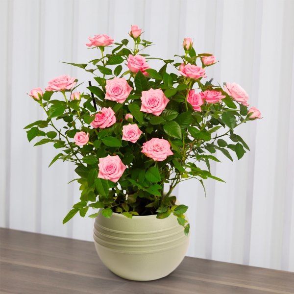 Mini Rosa Cor de Rosa no Vaso Garden