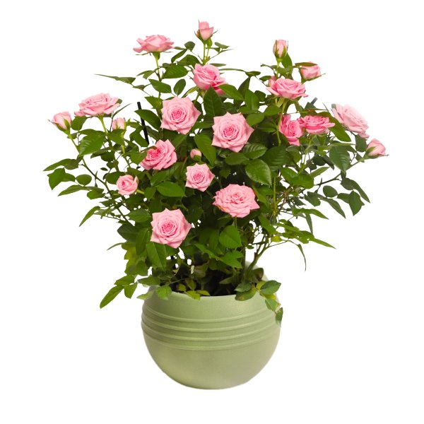 Mini Rosa Cor de Rosa no Vaso Garden