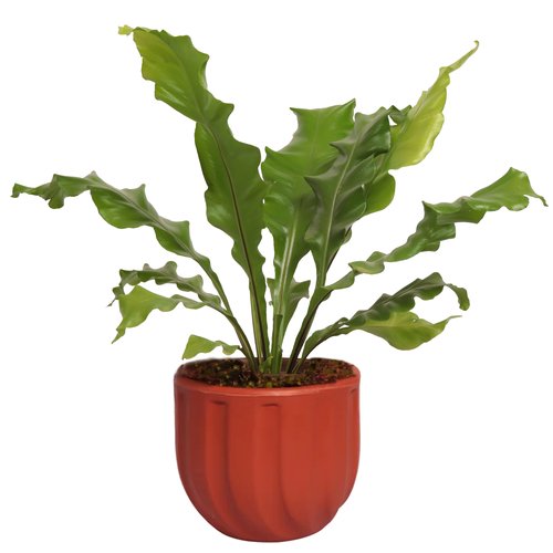 Asplênio Plantado no Vaso Garden