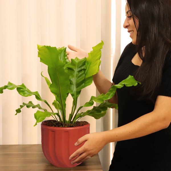 Asplênio Plantado no Vaso Garden