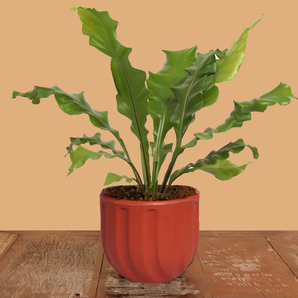 Asplênio Plantado no Vaso Garden