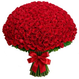 Imagem de 1000 Rosas Vermelhas