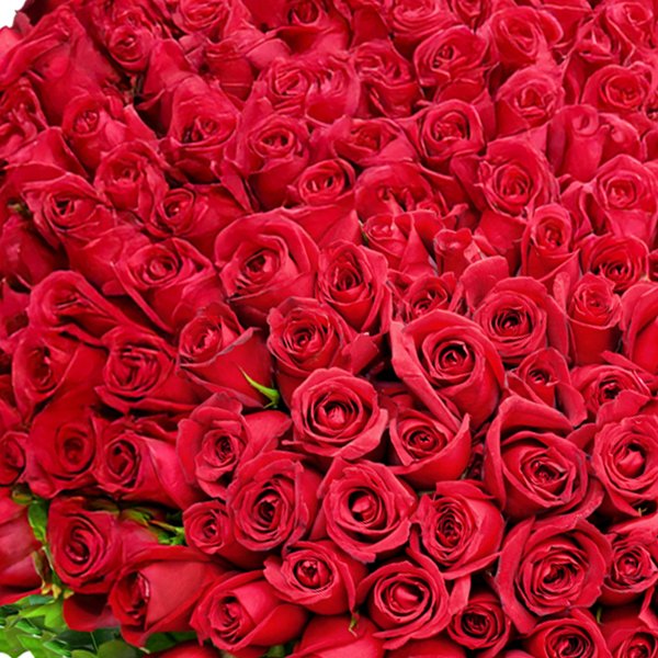 1000 Rosas Vermelhas