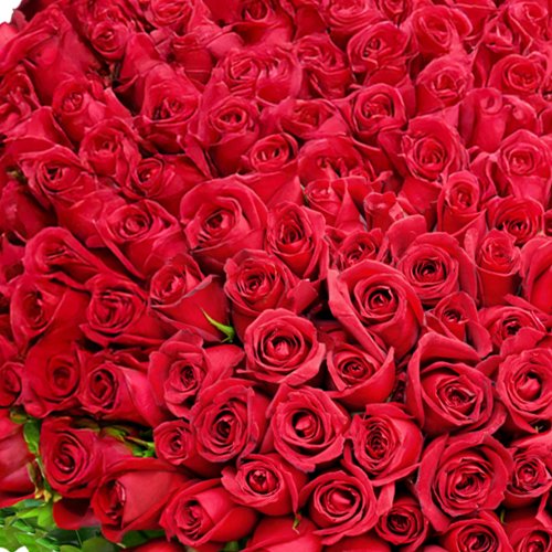 1000 Rosas Vermelhas