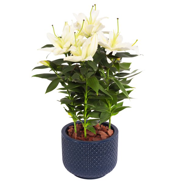 Lirio Branco Plantado no Vaso Azul  Garden