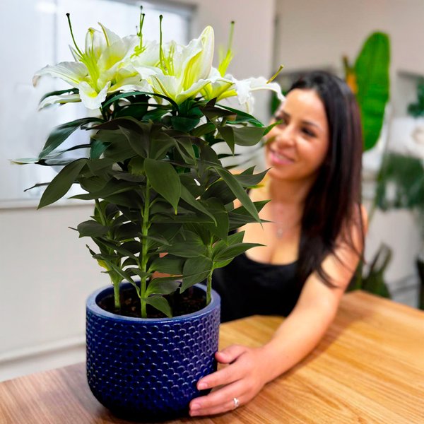 Lirio Branco Plantado no Vaso Azul  Garden