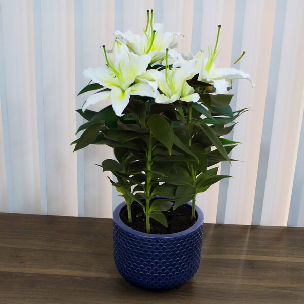 Lirio Branco Plantado no Vaso Azul  Garden