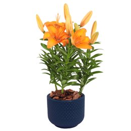 Imagem de Lirio Laranja Plantado no Vaso Azul  Garden