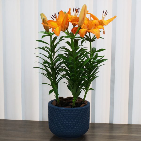 Lirio Laranja Plantado no Vaso Azul  Garden