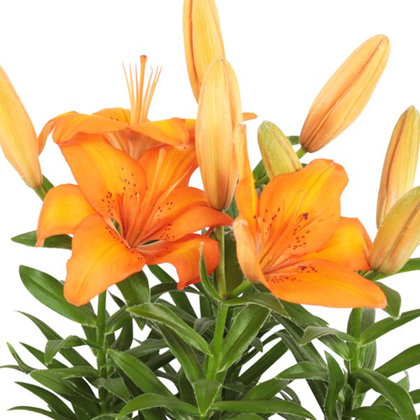 Lirio Laranja Plantado no Vaso Azul  Garden