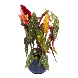 Imagem de Begônia Maculata  no Vaso Azul  Garden
