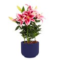 Lirio Cor de Rosa Plantado no Vaso Azul  Garden