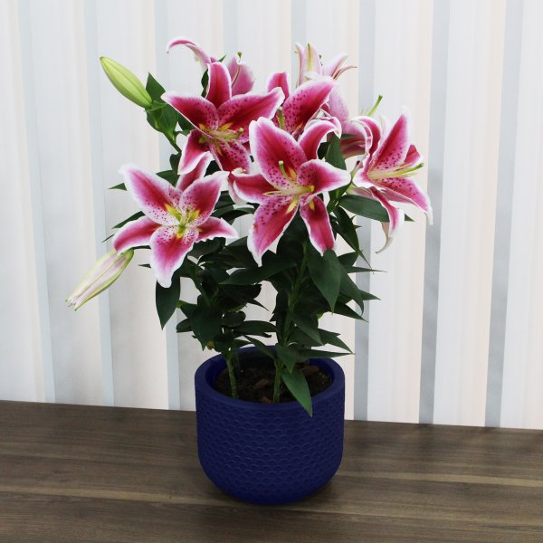 Lirio Cor de Rosa Plantado no Vaso Azul  Garden