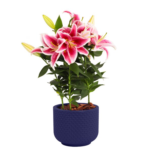 Lirio Cor de Rosa Plantado no Vaso Azul  Garden