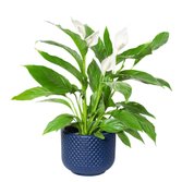 Lirio da Paz  Plantado no Vaso Azul  Garden