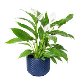 Imagem de Lirio da Paz  Plantado no Vaso Azul  Garden