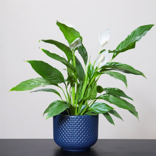 Lirio da Paz  Plantado no Vaso Azul  Garden