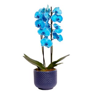 Imagem de Orquídea Phalaenopsis Azul Garden
