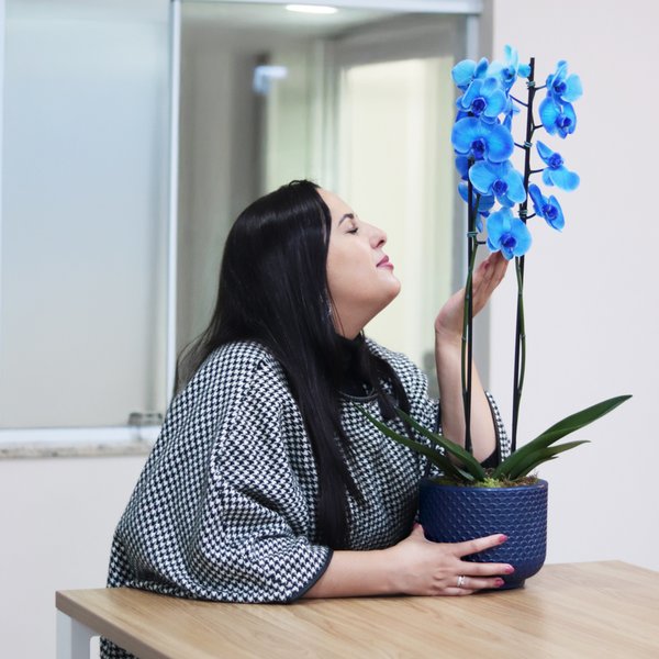 Orquídea Phalaenopsis Azul Garden