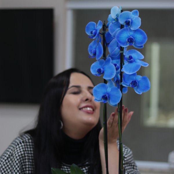 Orquídea Phalaenopsis Azul Garden