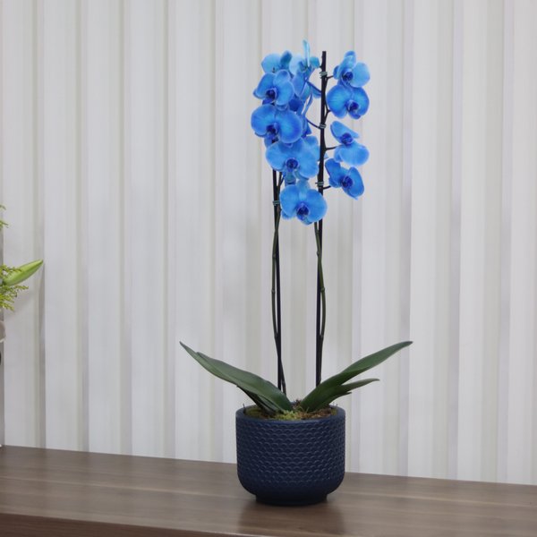 Orquídea Phalaenopsis Azul Garden