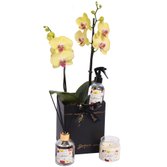 Orquídea Amarela e Linha Aromática Giuliana Flores