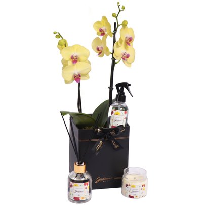 Orquídea Amarela e Linha Aromática Giuliana Flores
