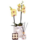 Orquídea Amarela no Box Branco e Linha Aromática Giuliana Flores