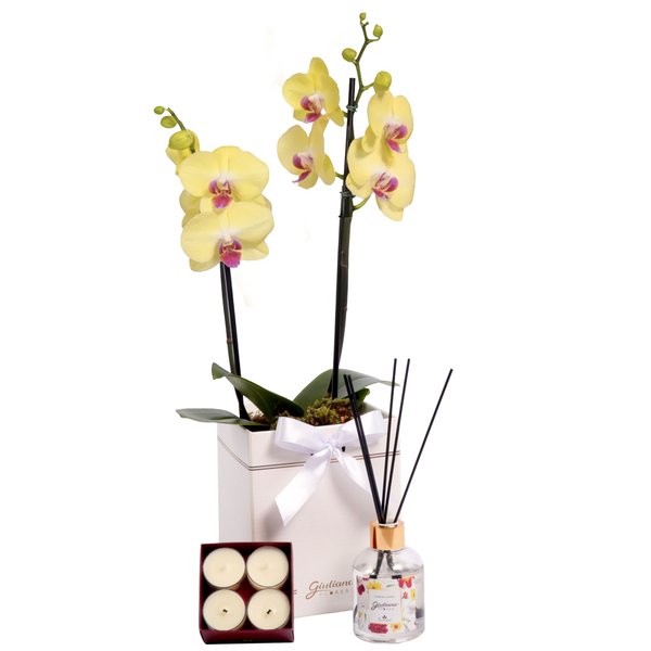 Orquídea Amarela no Box Branco e Linha Aromática Giuliana Flores
