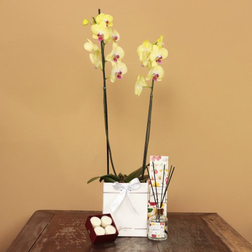 Orquídea Amarela no Box Branco e Linha Aromática Giuliana Flores