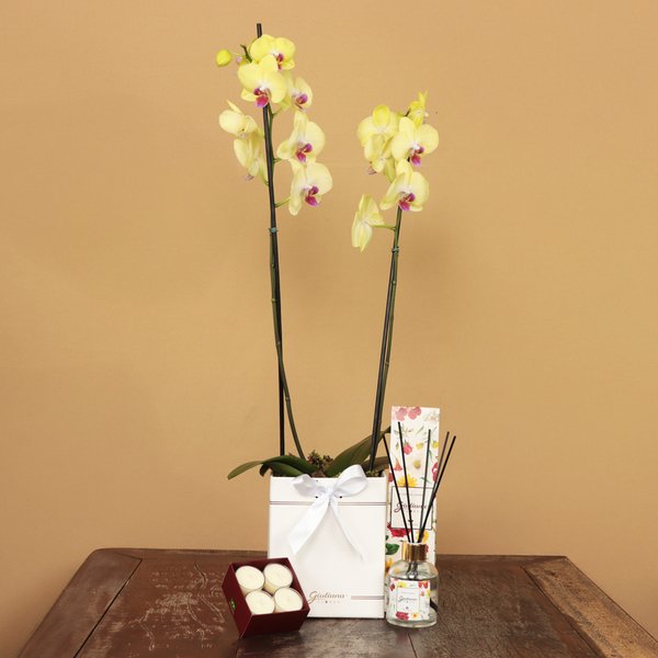 Orquídea Amarela no Box Branco e Linha Aromática Giuliana Flores