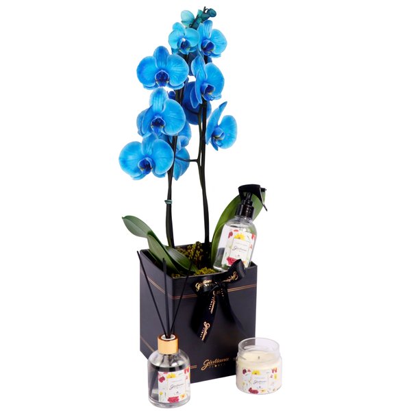 Orquídea Azul no Box Preto e Linha Aromática Giuliana Flores