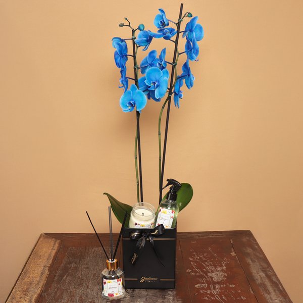Orquídea Azul no Box Preto e Linha Aromática Giuliana Flores