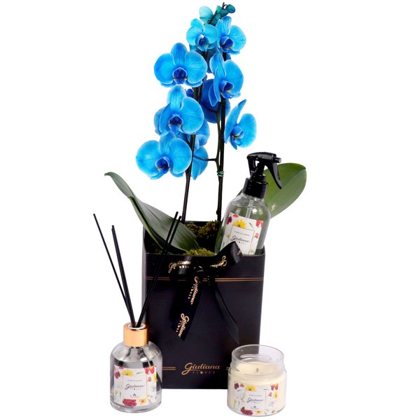 Orquídea Azul no Box Preto e Linha Aromática Giuliana Flores